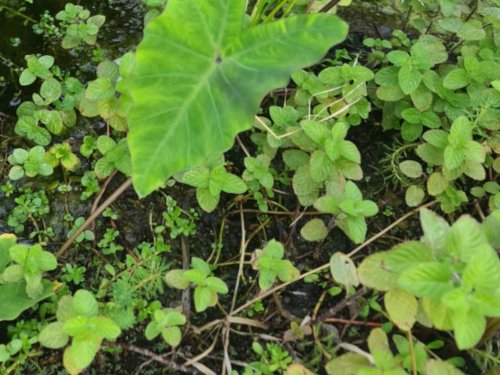 Plantes aquatiques pour phytodépuration naturelle et traitement biologique de l’eau - HarmonyBio